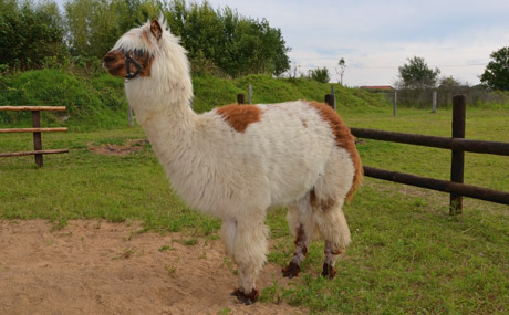 tl_files/Therapie auf vier Beinen/01_images/03_die_tiere/03_die_tiere_paka.jpg